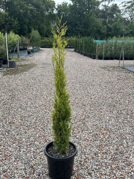 Cupressus sempervirens ‘Swanes Gold’ (Swanes Gold)