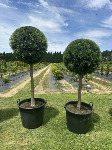 Cupressus Torulosa (Himalayan Cypress Standard)