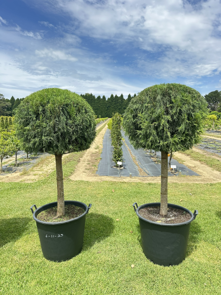 Cupressus torulosa (Himalayan Cypress)