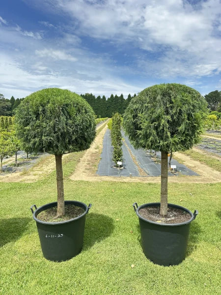 Cupressus Torulosa (Himalayan Cypress Topiary Mushroom)