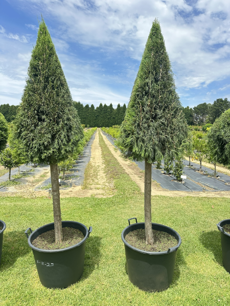 Cupressus Torulosa (Himalayan Cypress Topiary Pyramid)