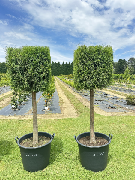 Cupressus Torulosa (Himalayan Cypress Topiary Square)