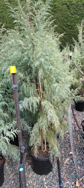 Cupressus cashmeriana 'Silver Shadow' (Silver Shadow Kashmir Cypress)