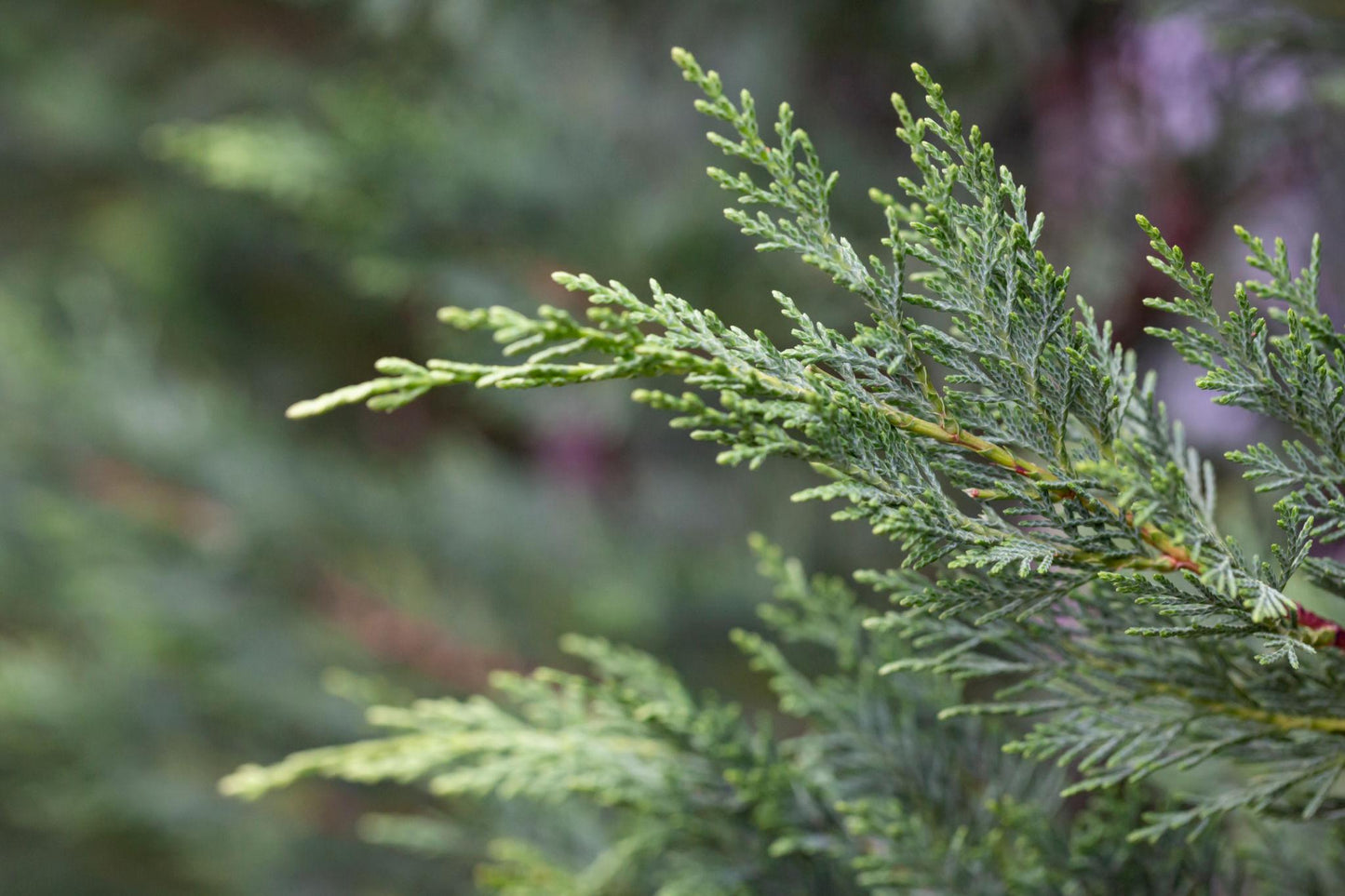 Cupressus Macrocarpa ‘Greenstead Magnifica’ (Monterey Cypress)