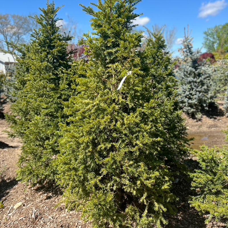 Cupressus Macrocarpa ‘Greenstead Magnifica’ (Monterey Cypress)