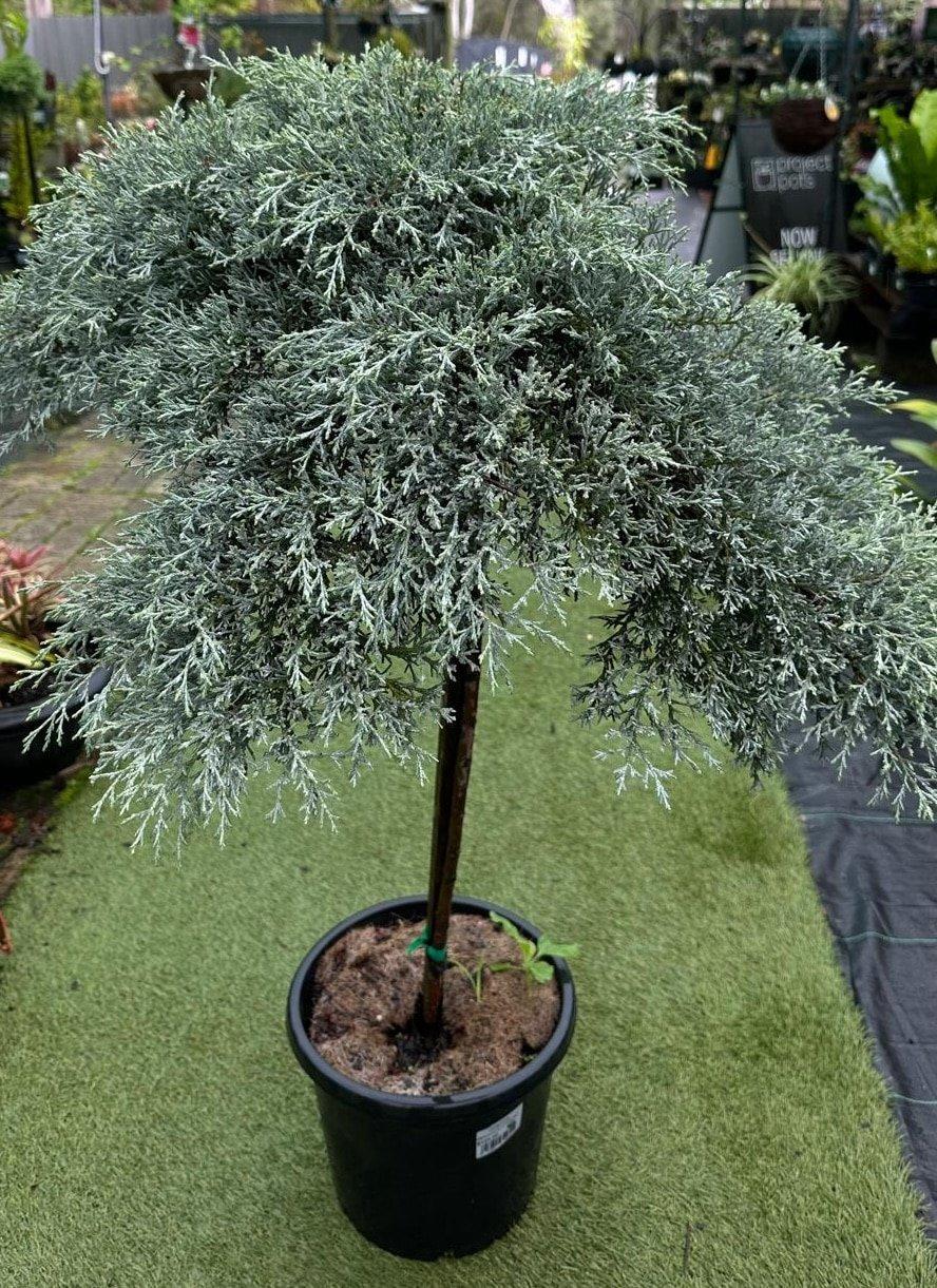 Cupressus Macrocarpa ‘Greenstead Magnifica’ (Monterey Cypress)