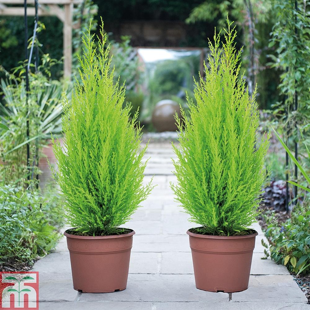 Cupressus Macrocarpa ‘Greenstead Magnifica’ (Monterey Cypress)