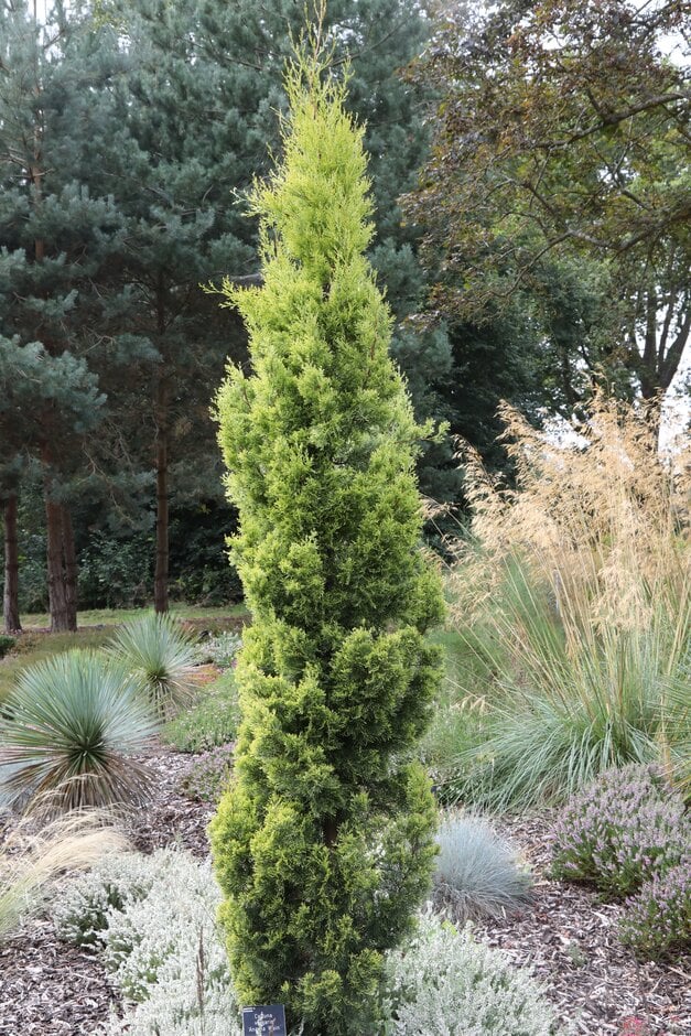 Cupressus sempervirens ‘Swanes Gold’ (Swanes Gold)