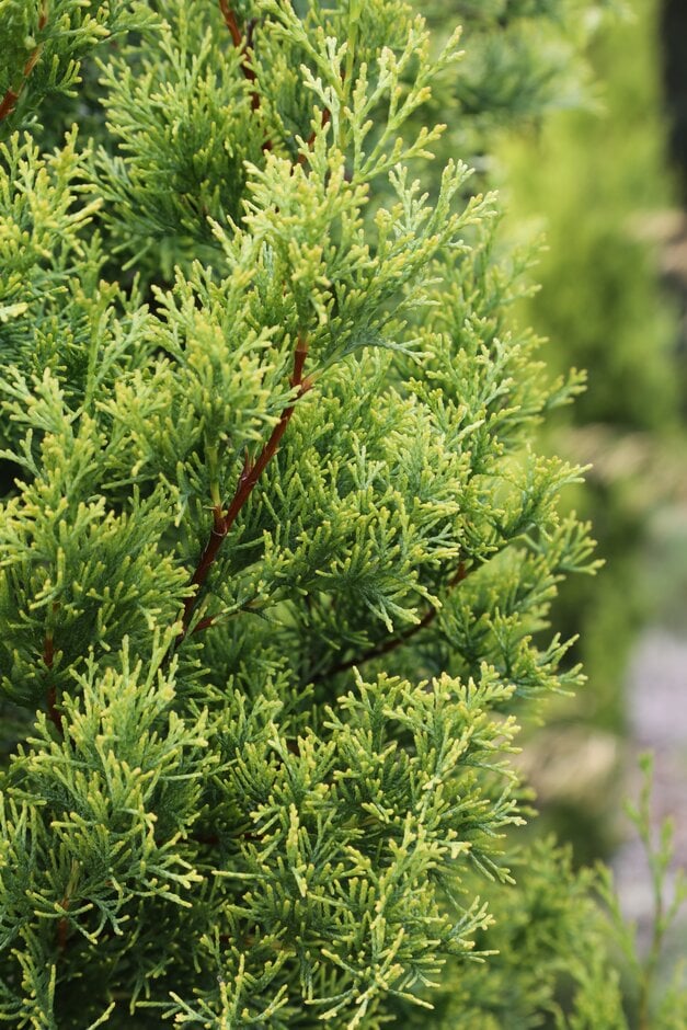 Cupressus sempervirens ‘Swanes Gold’ (Swanes Gold)