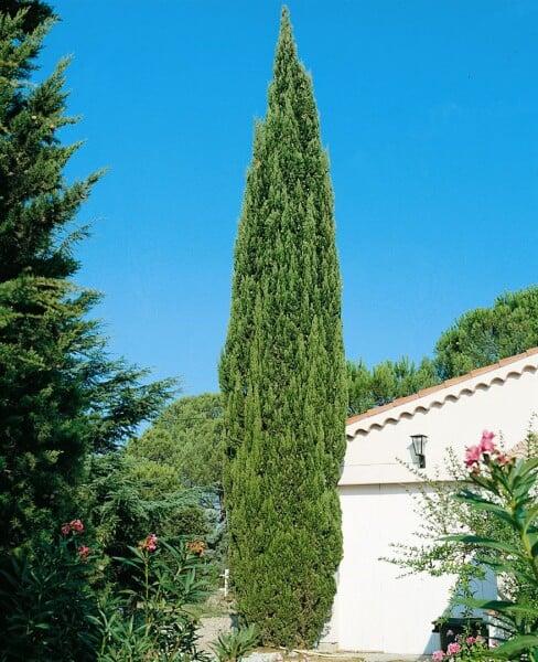 Cupressus sempervirens ‘Nitschke’s Needles’ (Nitschke’s Needles Italian Cypress)