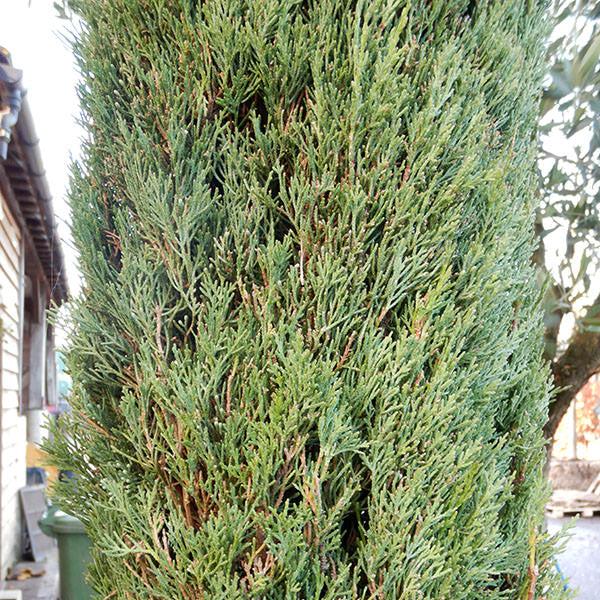 Cupressus sempervirens ‘Nitschke’s Needles’ (Nitschke’s Needles Italian Cypress)