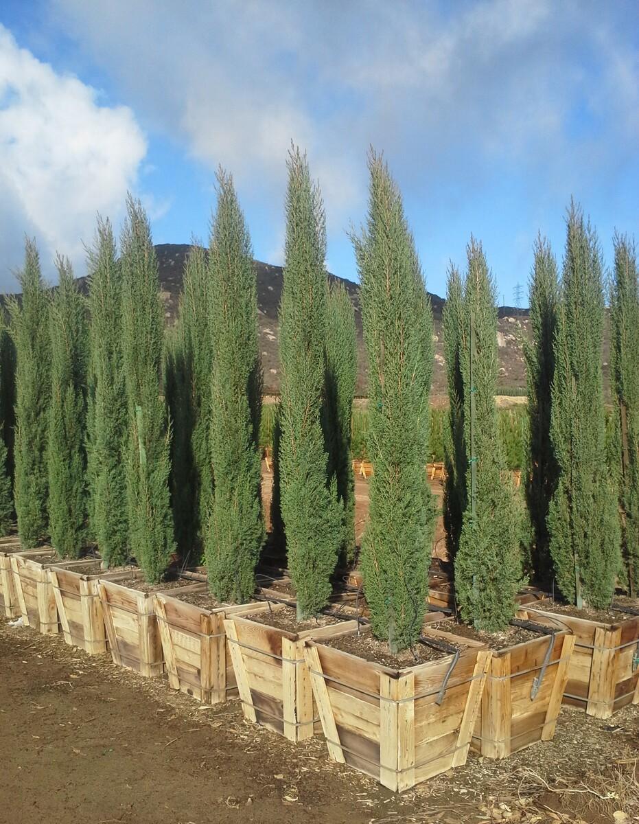 Cupressus sempervirens ‘Nitschke’s Needles’ (Nitschke’s Needles Italian Cypress)