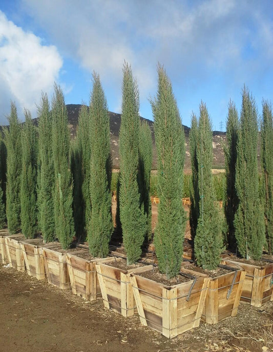 Cupressus sempervirens ‘Nitschke’s Needles’ (Nitschke’s Needles Italian Cypress)
