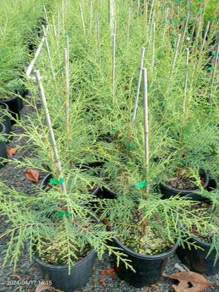 Cupressus Torulosa (Himalayan Cypress)