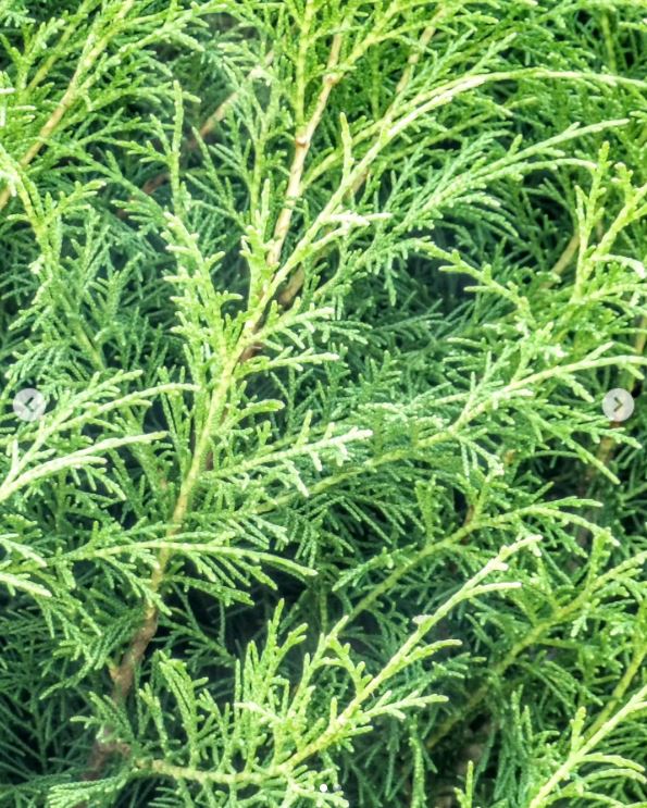 Cupressus Torulosa (Himalayan Cypress)