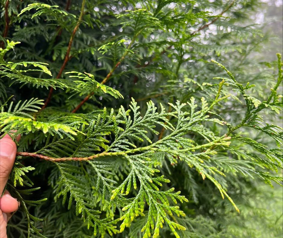 Cupressus Torulosa (Himalayan Cypress Topiary Square)