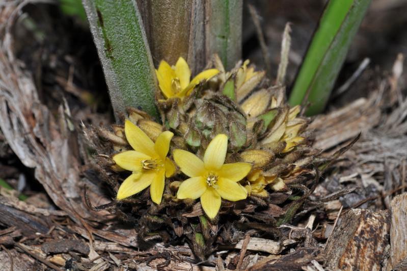 Curculigo capitulata (Palm Grass)