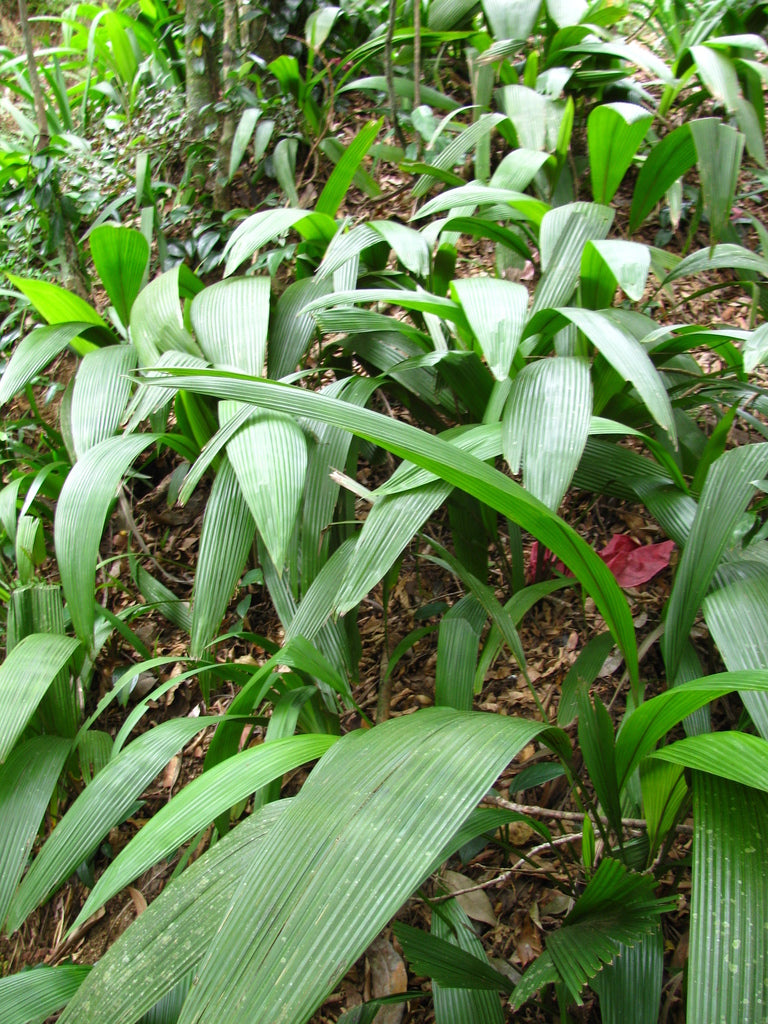 Curculigo capitulata (Palm Grass)