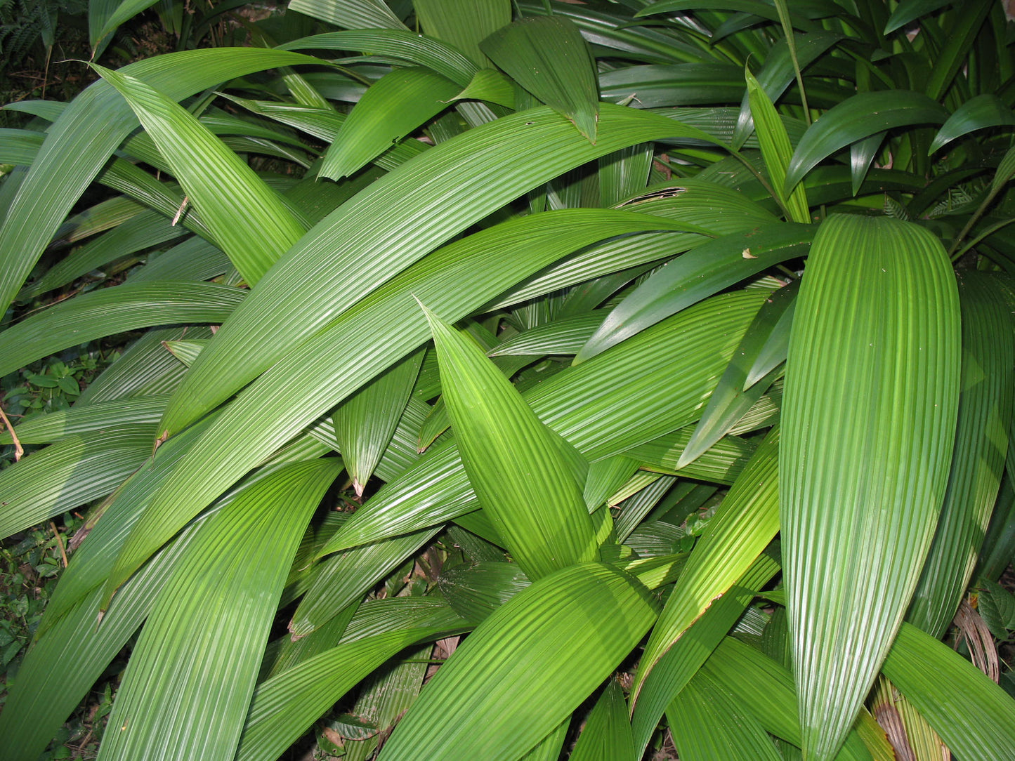 Curculigo capitulata (Palm Grass)