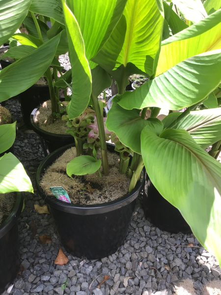 Curcuma Australasica (Cape York Lily)