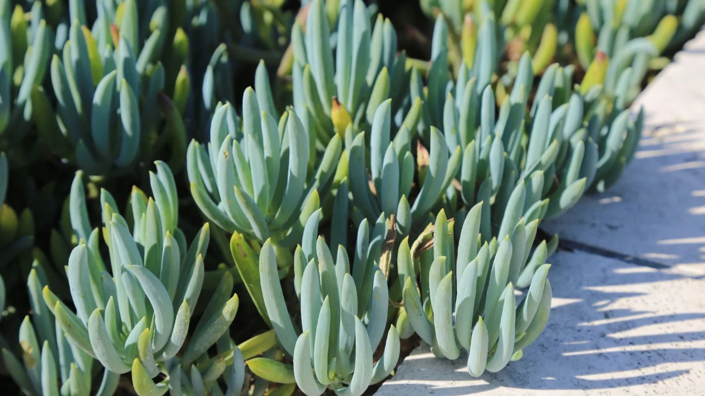 Senecio serpens (Blue Chalk Sticks)