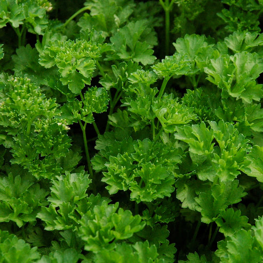 Petroselinum Crispum (Curly Parsley)