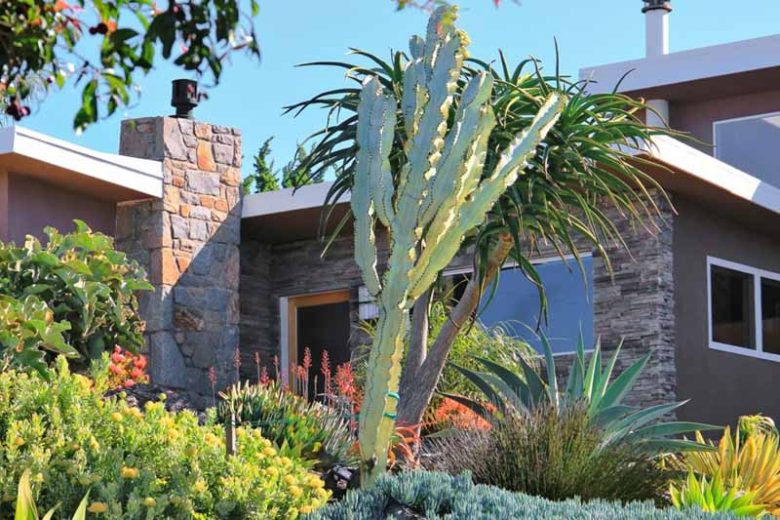 Euphorbia ammak ‘Variegata’ (Candelabra Spurge)