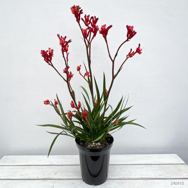 Anigozanthos ‘Bush Inferno’ (Kangaroo Paw)