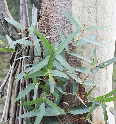 Eucalyptus Elata (River Peppermint)