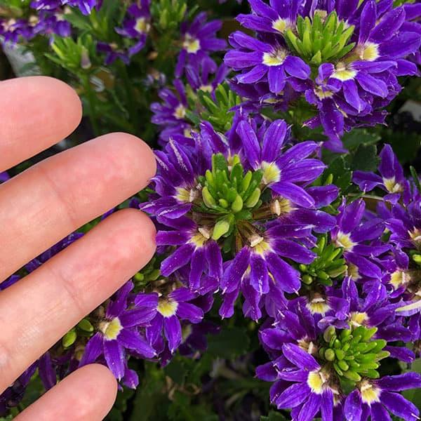 Scaevola Aemula 'Touch Indigo' (Indigo Fan Flower)