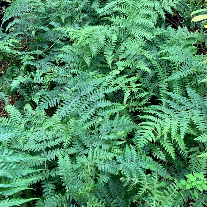 Cyathea australis (Rough Tree Fern)