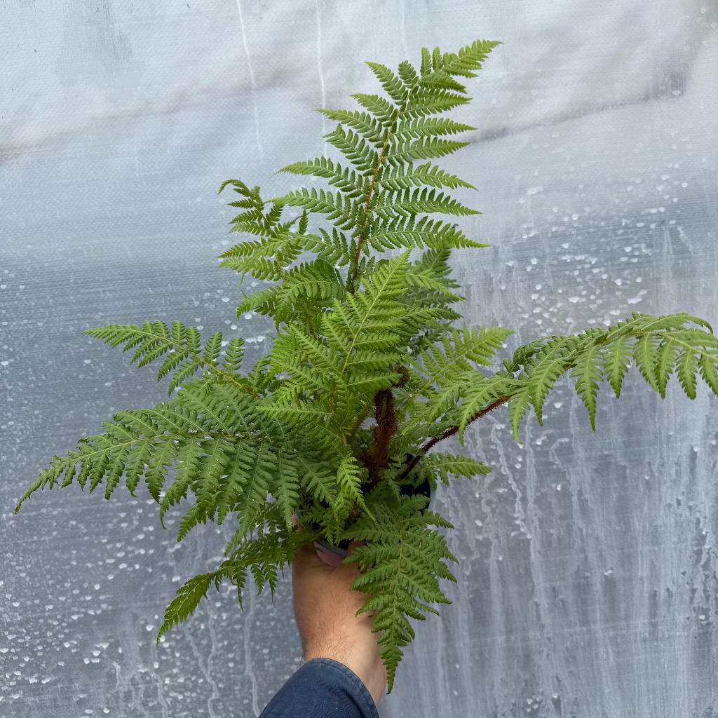 Cyathea Cooperi (Australian Tree Fern)