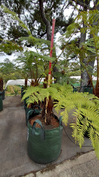 Cyathea Cooperi (Australian Tree Fern)