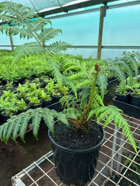 Cyathea Cooperi (Australian Tree Fern)