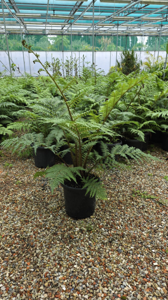 Cyathea Cooperi (Australian Tree Fern)