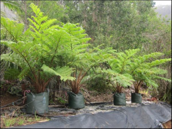Cyathea Cooperi (Australian Tree Fern)