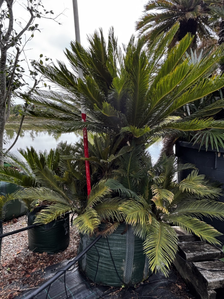 Cycas Revoluta (Sago Palm)