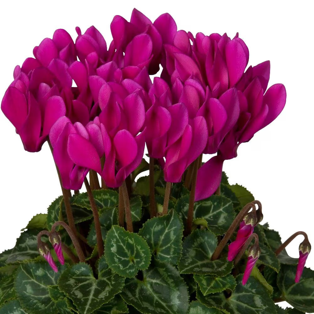 Cyclamen Persicum Super Serie® Leopardo Dark Violet (Florist Cyclamen)