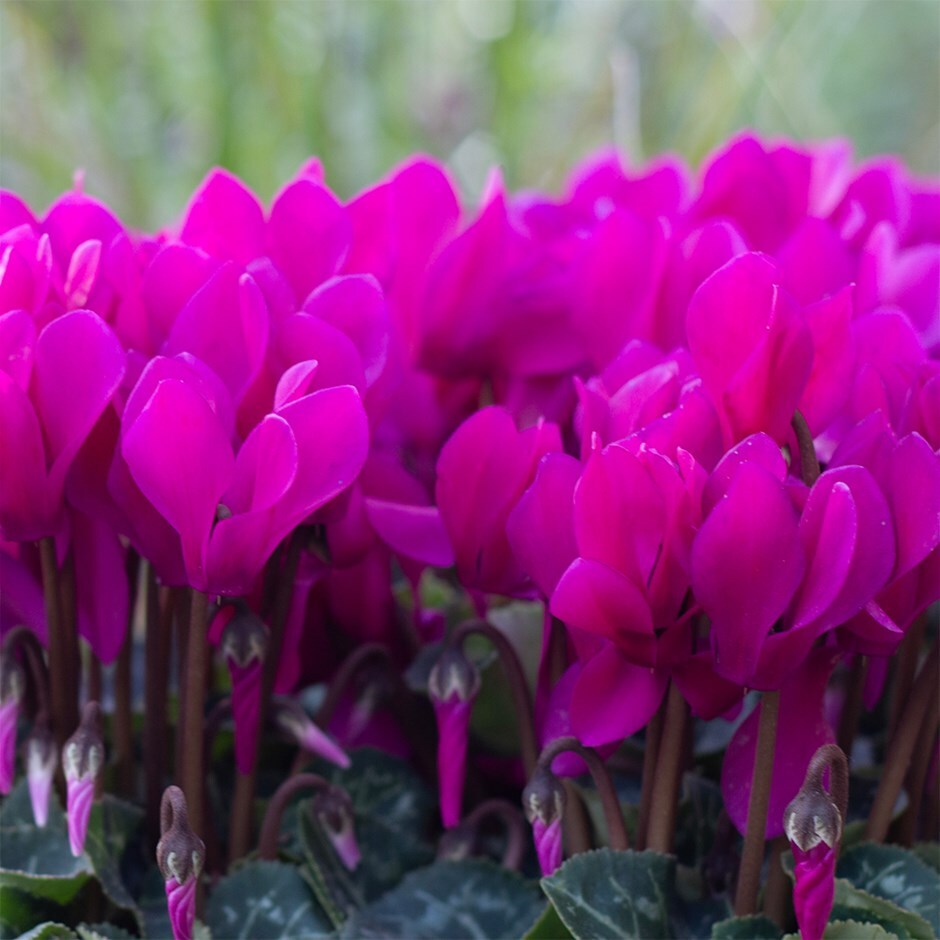 Cyclamen Persicum Super Serie® Leopardo Dark Violet (Florist Cyclamen)