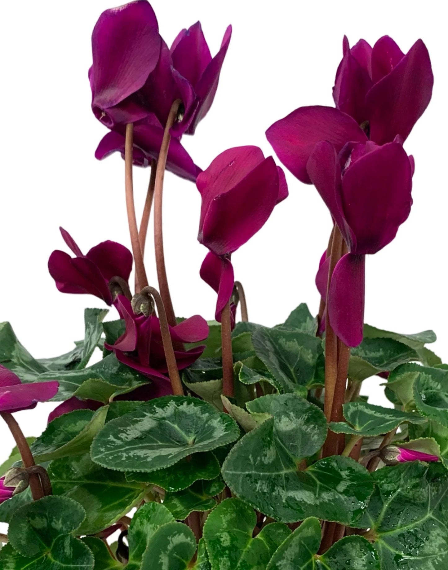 Cyclamen Persicum Super Serie® Leopardo Dark Violet (Florist Cyclamen)