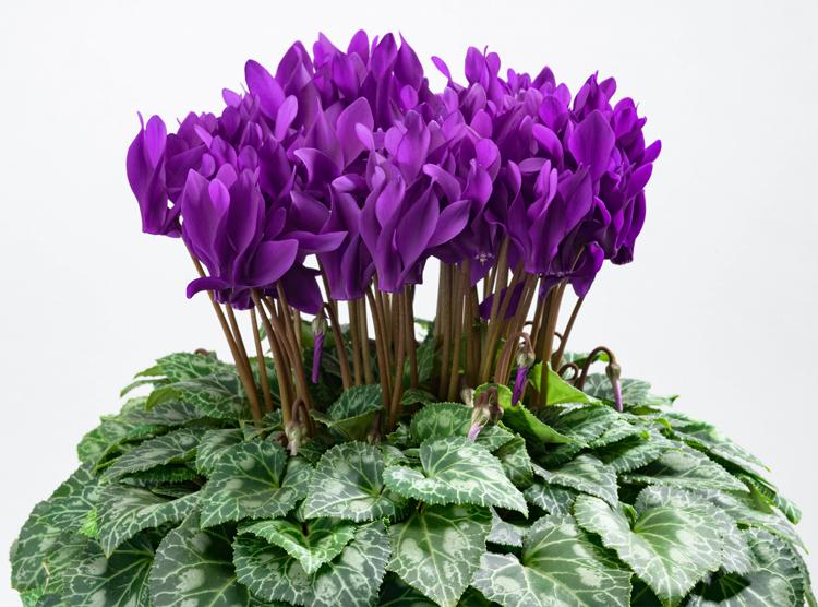 Cyclamen Persicum Super Serie® Leopardo Dark Violet (Florist Cyclamen)