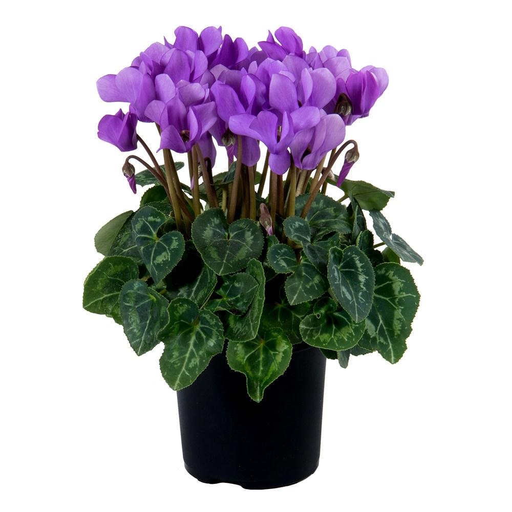 Cyclamen Persicum ‘Dragon Deep Blue’ (Florist’s Cyclamen)