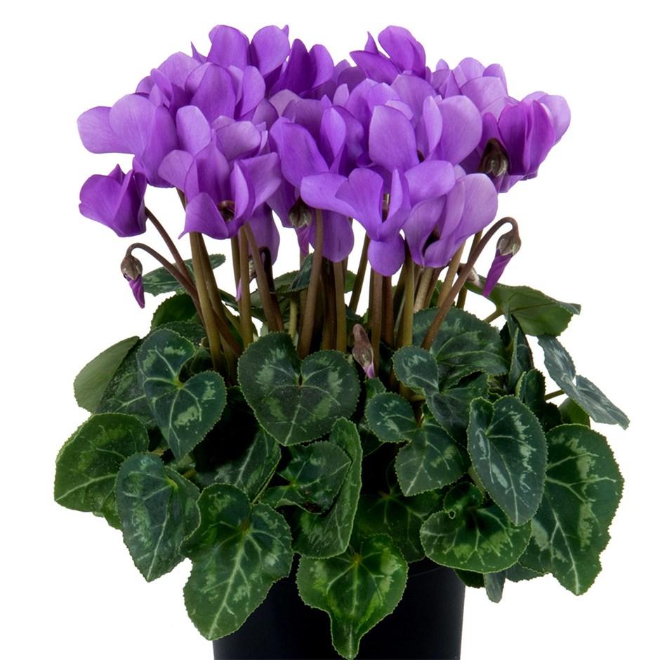 Cyclamen Persicum ‘Dragon Deep Blue’ (Florist’s Cyclamen)