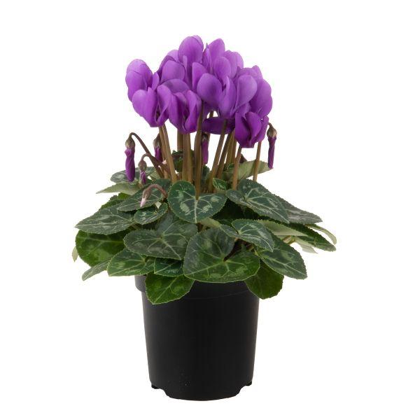 Cyclamen Persicum ‘Dragon Deep Blue’ (Florist’s Cyclamen)