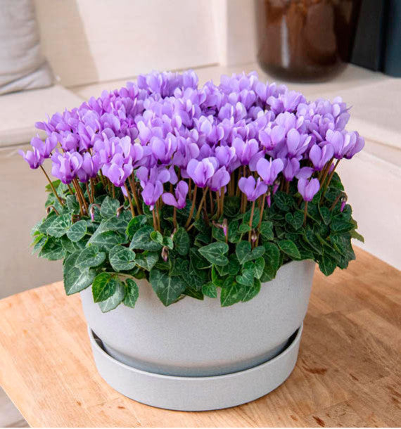 Cyclamen Persicum ‘Dragon Deep Blue’ (Florist’s Cyclamen)