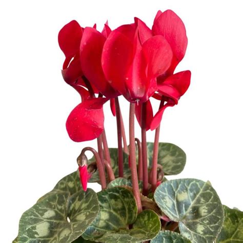 Cyclamen Tianis® Red