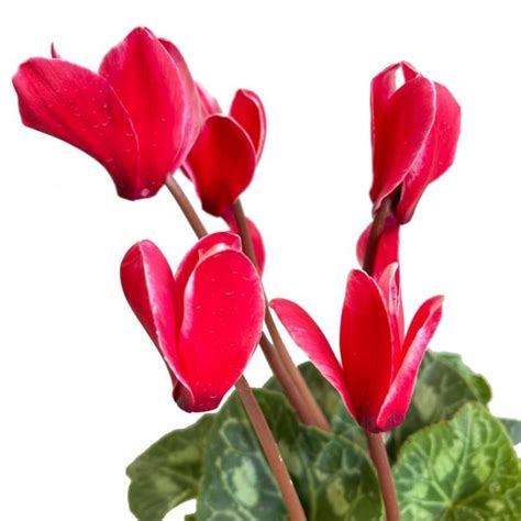Cyclamen Tianis® Red