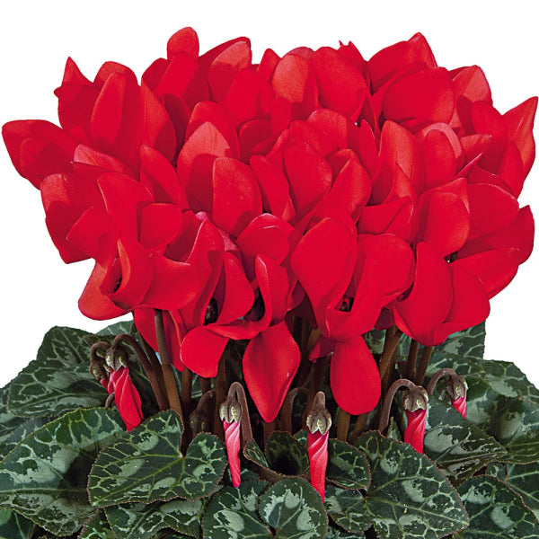 Cyclamen Tianis® Red