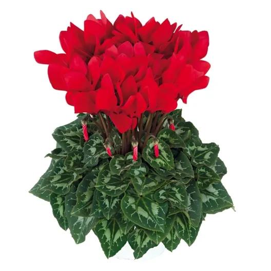 Cyclamen Tianis® Red