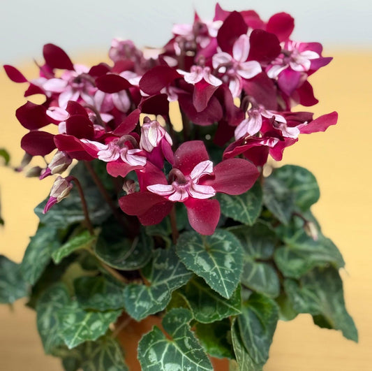 Cyclamen Persicum ‘DJIX Wine’ (Florist’s Cyclamen)